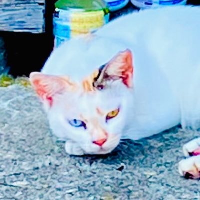 wagalashine's profile picture. 主にマダミスとTRPG