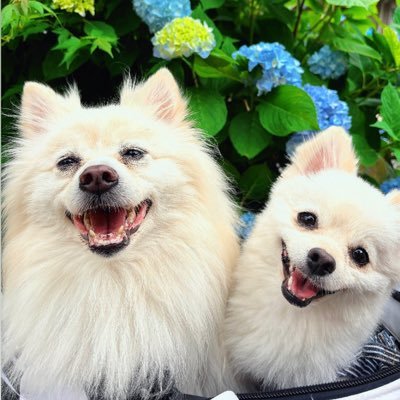 ポメラニアンのラテとソイです☕️🍼🫘大きめサイズでキツネ顔🦊ദ്ദി毛色はクリーム。ラテ2017.4.3🎂8歳6.4kg女の子。ソイ2022.4.22🎂3歳4.0kg男の子。2匹とも生後4ヶ月で家族に👨👩👦よろしくお願いします🐾 #愛犬との記録 #のんびり #殺処分ゼロ #でかぽめ