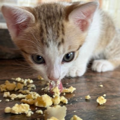 S3L4D33N's profile picture. fmr acct blocked 87k @biolabolanle3