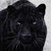 Sirfelidae (@sirfelidae) Twitter profile photo Sirfelidae (@sirfelidae) Twitter profile photo