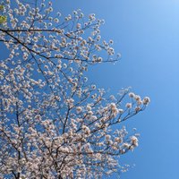 ハル (@haruwoshiru) 's Twitter Profile