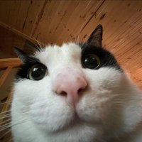 Ahmed Can (@ahmed_can_) 's Twitter Profile Photo Ahmed Can (@ahmed_can_) 's Twitter Profile Photo