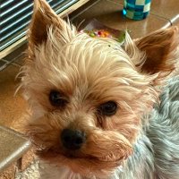 Simon (@sirflat70) 's Twitter Profile