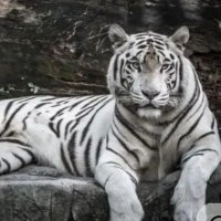 Bengal Spirit (@jesskately) 's Twitter Profile