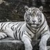 Bengal Spirit (@jesskately) Twitter profile photo Bengal Spirit (@jesskately) Twitter profile photo