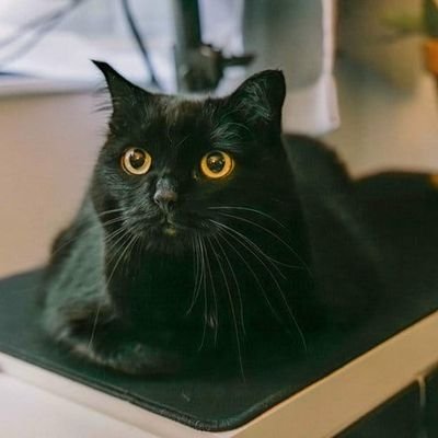 PandoraHad_aJar's profile picture. Our planet, our responsibility. Allies to our 2SLGBTQIA+ friends,all diverse voices, support Indigenous rights, and respect all animals. The land never forgets.