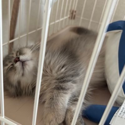 KarfFNbr_'s profile picture. フォロバしてる primmie→リスペクト

さぶあかです