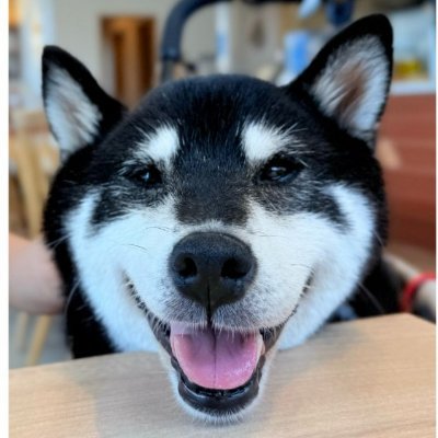 CocoroDoge's profile picture. Cocoro ( $coco ) lives here on Dogecoin | 12% burned to honor Kabosu RIP | Community Account