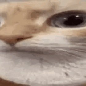 srfzz's profile picture. 