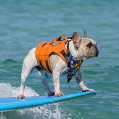 Dale the Surfing Frenchie | $Dale Profile