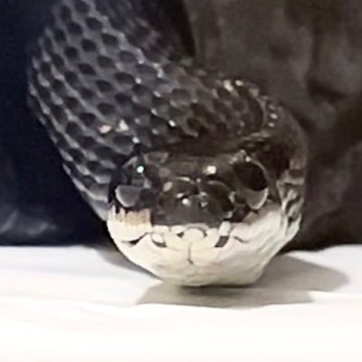 2025/05/31〜▶︎カラスヘビwc♂(ナラカ)飼育開始/和蛇好き/蛇飼育初心者/無言フォロー失礼します/稀に絵が出るかも/⚠️🐁食い動画とか💩とか出る⚠️