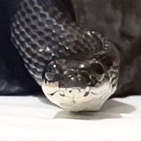 人無 (@h2t5n1sh2_nrk) 's Twitter Profile