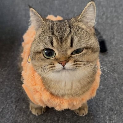😻