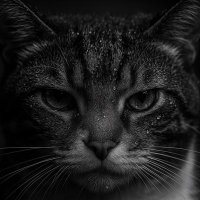 dje (@hamdarck1) 's Twitter Profile