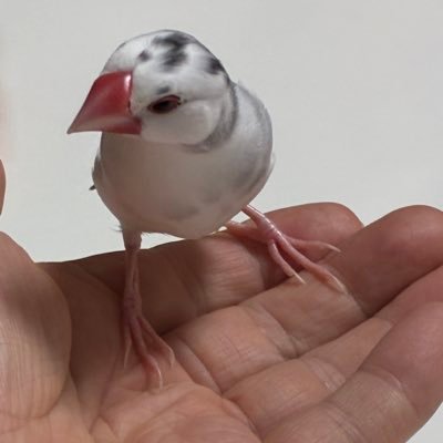 白浜西で誕生、大阪で生活。戦争反対。平和主義。信教の自由。🙏1万人フォロワー目標、フォローバックします。宜しくお願いします🙇DMは返信出来ません。