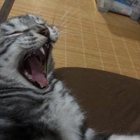 ぱち (@pa8chi) 's Twitter Profile