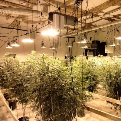 AlSmart420's profile picture. 