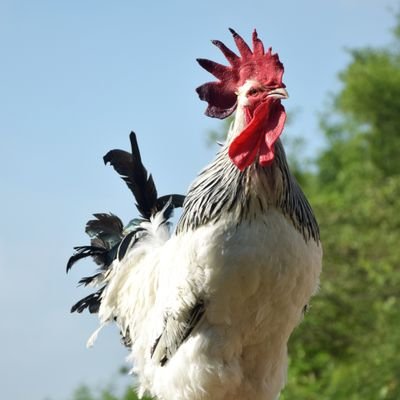 ลุงโอวแมน เฮดเสนค AkA ...Chicken.c.Oldman Profile