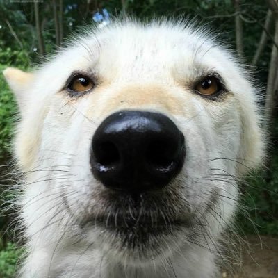 Artist - 21 - They/Them - world’s most avid wolf enjoyer - vehement forest dweller - COMMS are OPEN 🐺 - find my Kofi here 🌲 ⤵️