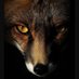 ✠🚩🔫🐍🆓FoxyLiberty (@cecjhow) Twitter profile photo ✠🚩🔫🐍🆓FoxyLiberty (@cecjhow) Twitter profile photo