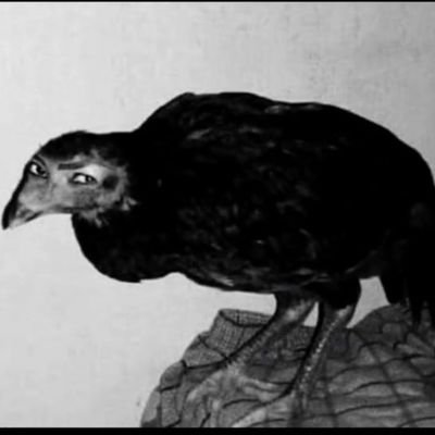 Galzoca_sonceno's profile picture. 