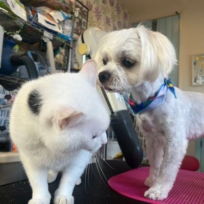 私は犬と猫が大好きです ,日本がもっと偉大になることを願っている私はカメが大好きです無言フォローごめんなさい 私はダイレクトメッセージがとても得意です