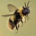 Finnegan Honeyvale (@finnhoneyvale) Twitter profile photo Finnegan Honeyvale (@finnhoneyvale) Twitter profile photo