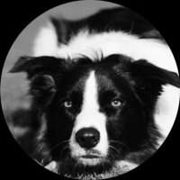 Stokdog (@stokdogss) 's Twitter Profile