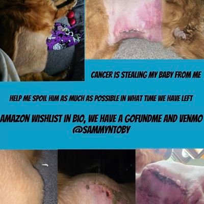💔 Toby was diagnosed with cancer and nothing more can be done for him. let's spoil my sweet boy with every day he has left . amazon list link in bio.