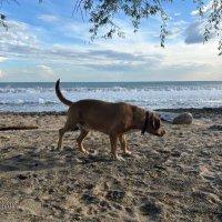 TiburonBlanco (@42tiburonblanco) 's Twitter Profile Photo