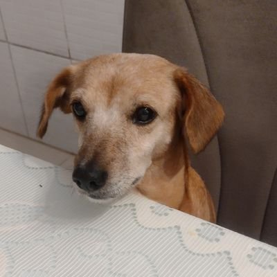 são-paulino com tendência a dar palpite e pitaco em tudo.