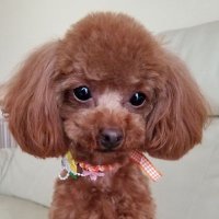 きなりんご (@kina1214) 's Twitter Profile