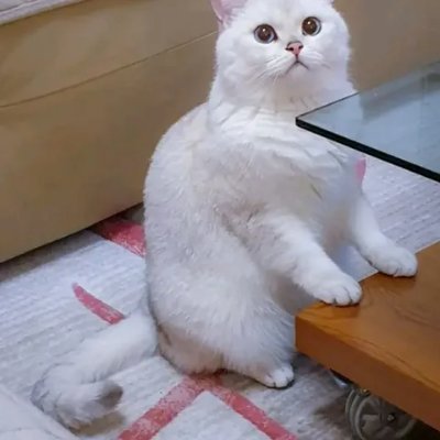 Lisakai287752's profile picture. 人生の美しさを記録します😇 Twitter 初心者 😊 犬、猫、おいしい食べ物、ゴルフ、アウトドア釣り、旅行、フィットネス、写真、読書が大好きです🥰 おいしい食べ物と料理が大好きです🦐🦑 ドラマ、温泉も大好きです♨️素晴らしい日ですね〜😆 自己中心的な人間である私にとって、家庭連合に参加したことで、他者のた