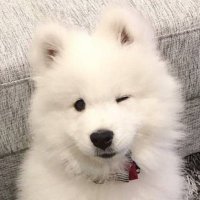 밤콩 (@bambii_coco) 's Twitter Profile