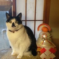 フランク5(本物) (@yorimichi0807) 's Twitter Profile