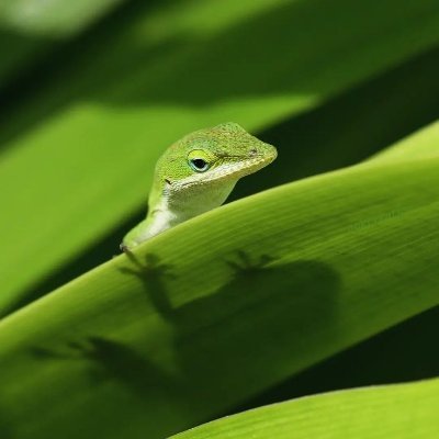 Stanpineslove's profile picture. Stan Pines' Husband 
Randy Jade's boyfriend 

Shade/Chris
20 years old
Nonbinary