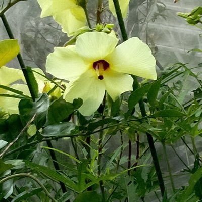 畑仕事大好き🌱 小学校の草取りボランティアやってます!オカリナ練習中🎶 畑にひまわりが咲いてるよ🌻 夫を愛してます💕 #自然 #音楽 #愛