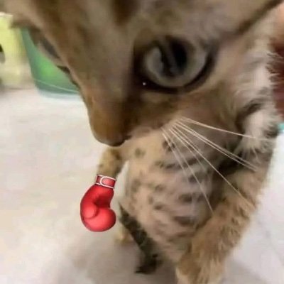 Da_red_barron's profile picture. South Philly born N.c living #gamer #stoner #chef #weeb talk anime an games to me..King in a worl full of peasants