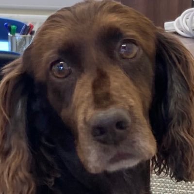 Pragmatist. Proud Northern. Latte drinker ☕️ 🧁🇬🇧🐾 AP Head. Less than 750 days to retirement 😳 All opinions my own; retweets not necessarily endorsement