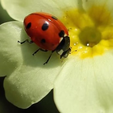 ૮₍ ´ ꒳ `₎ა jrwifan and dont have much else 🐞🐛🐜