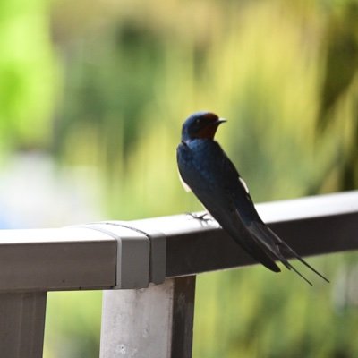 無言フォロー失礼します。勉強のために短歌を始めました。古典文学についてのブログをやっています。 https://t.co/JqQj30tSu9