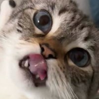 cats rip packs (@catsrippacks) 's Twitter Profile