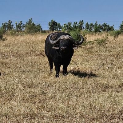 mikewalker35010's profile picture. I'm the founder and the director of Magnus Construction & Project Management