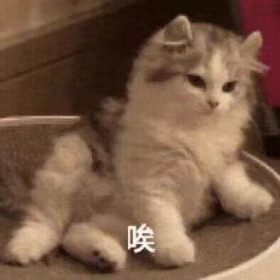 quantizzzed's profile picture. 19y/o 中文/English