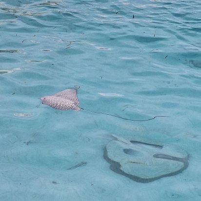 LathifaraMV's profile picture. 