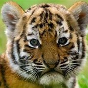 LadyBlueTiger☮️🌊 Profile