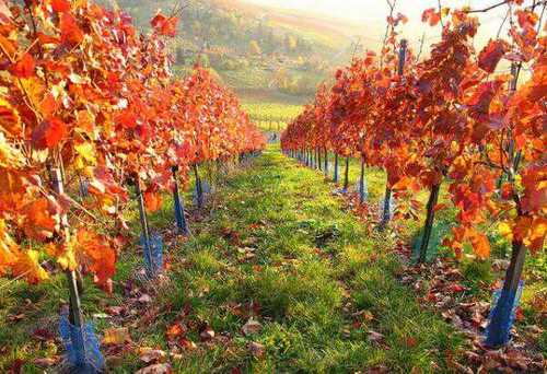 jtianac's profile picture. 