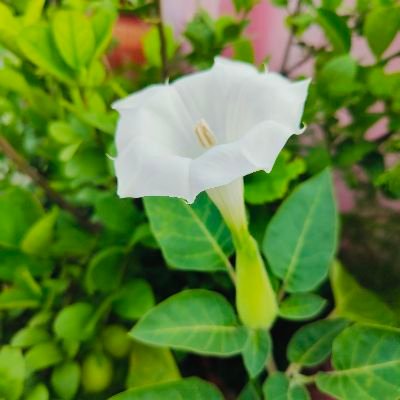 Sureshr90772741's profile picture. BA. LLB.