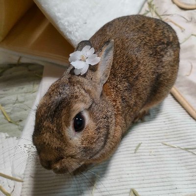 q6YTDWKgOnBzdcc's profile picture. フルスタックエンジニア