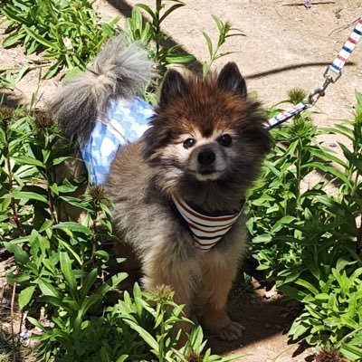 myushiguma's profile picture. 